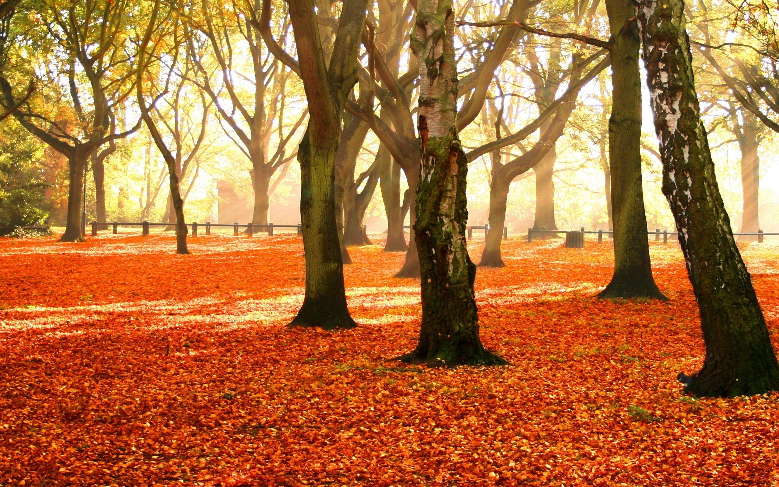 trees, Park, Autumn, Foliage Wallpaper