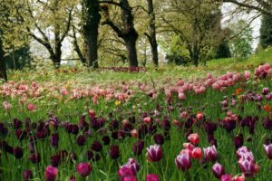 tulips, Meadow, Grass, Trees, Park, Recreation