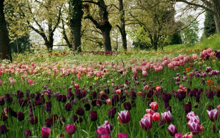 tulips, Meadow, Grass, Trees, Park, Recreation HD Wallpaper Desktop Background