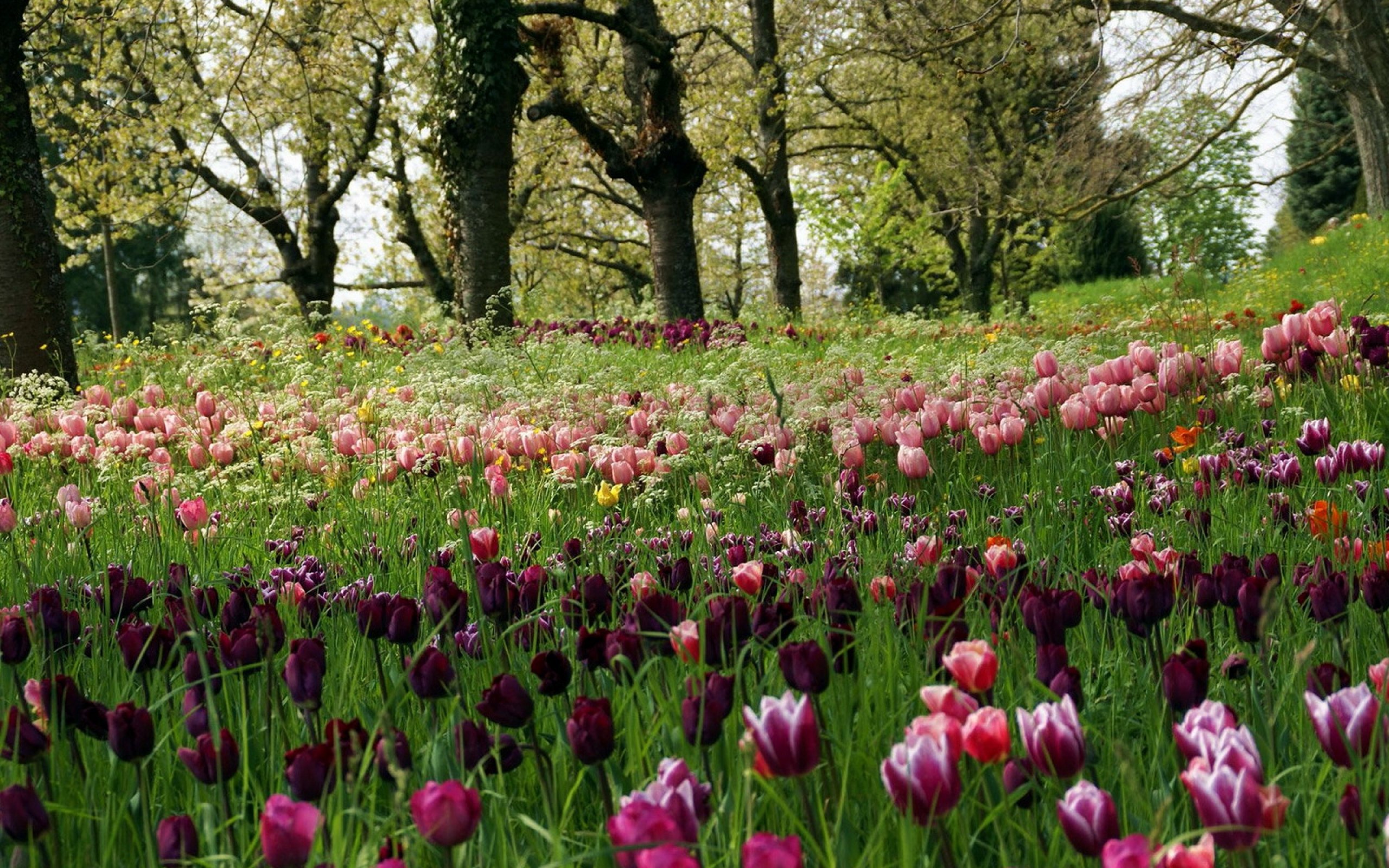 tulips, Meadow, Grass, Trees, Park, Recreation Wallpaper