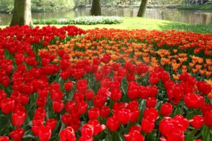 tulips, Flowers, Herbs, Trees, Nature, Pond, Beautiful
