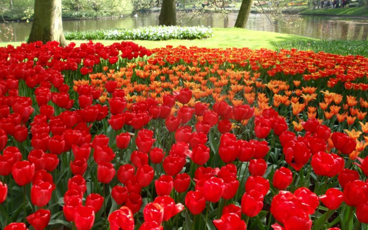 tulips, Flowers, Herbs, Trees, Nature, Pond, Beautiful HD Wallpaper Desktop Background