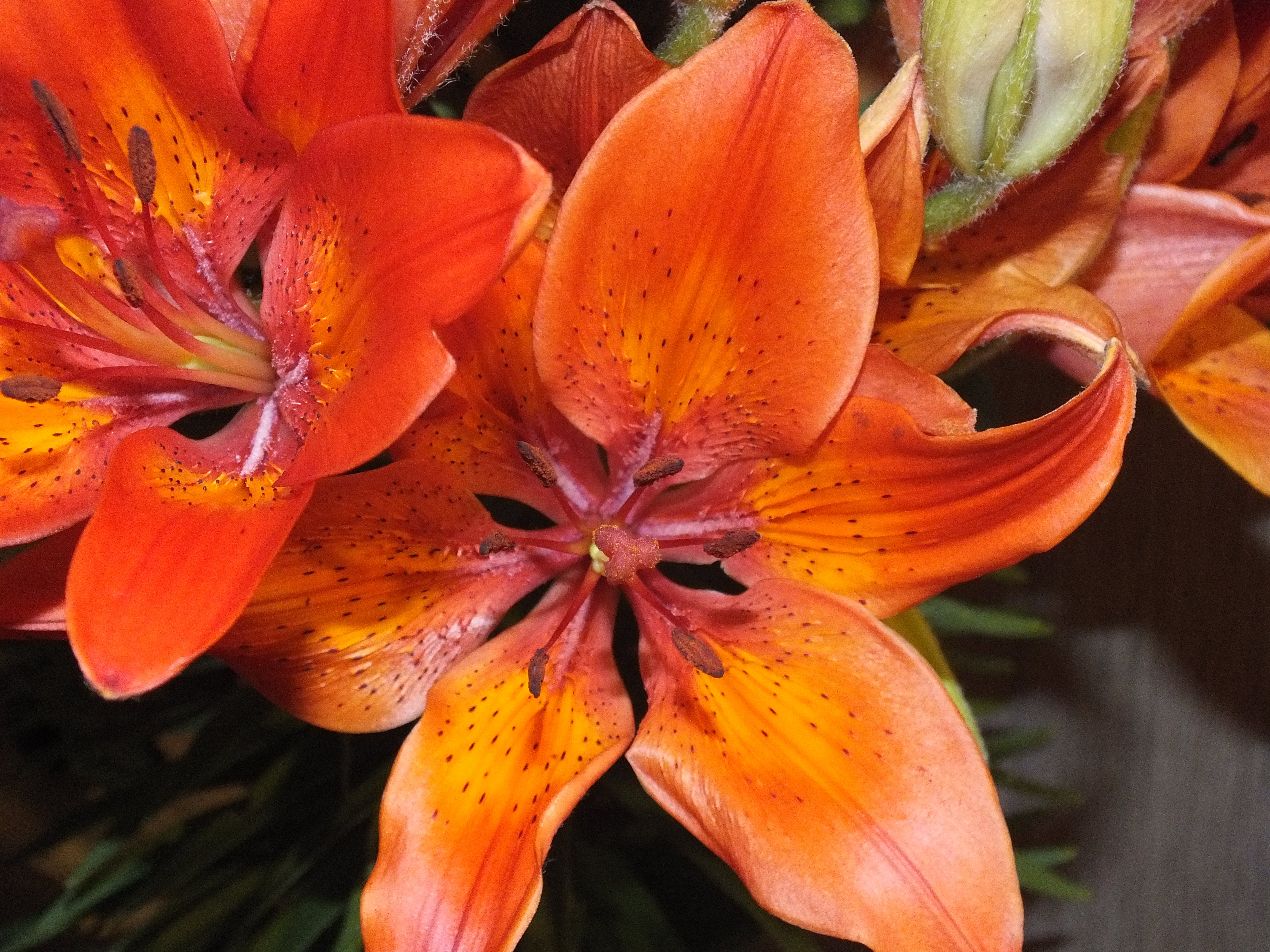 flowers Wallpaper