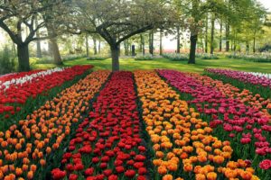 tulips, Different, Beds, Trees, Park, Garden