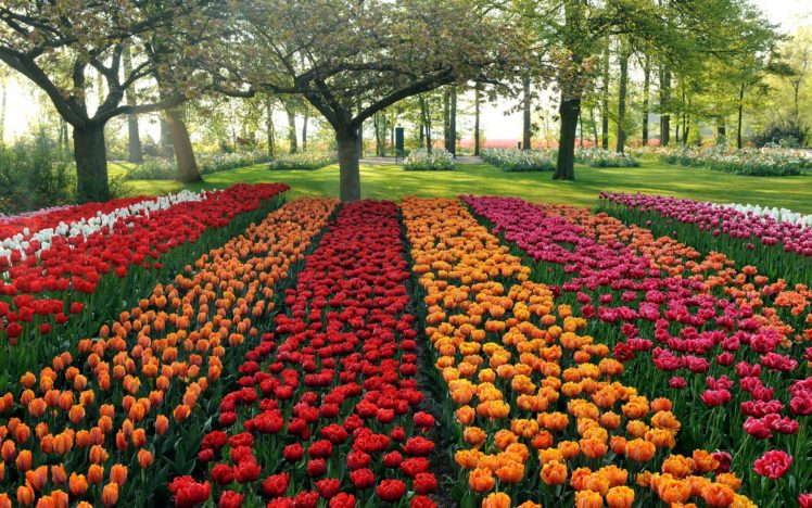 tulips, Different, Beds, Trees, Park, Garden HD Wallpaper Desktop Background