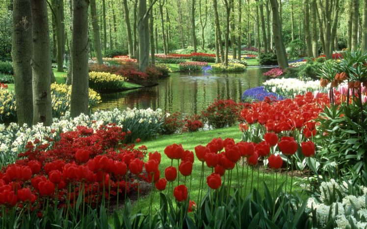 tulips, Daffodils, Ornamental, Lake, Trees, Garden, Netherlands, Beauty HD Wallpaper Desktop Background