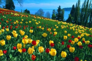 tulips, Flowers, Grass, Slopes, Trees, Horizon, River, Beauty