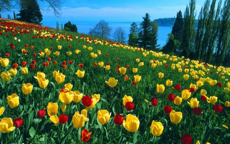 tulips, Flowers, Grass, Slopes, Trees, Horizon, River, Beauty HD Wallpaper Desktop Background