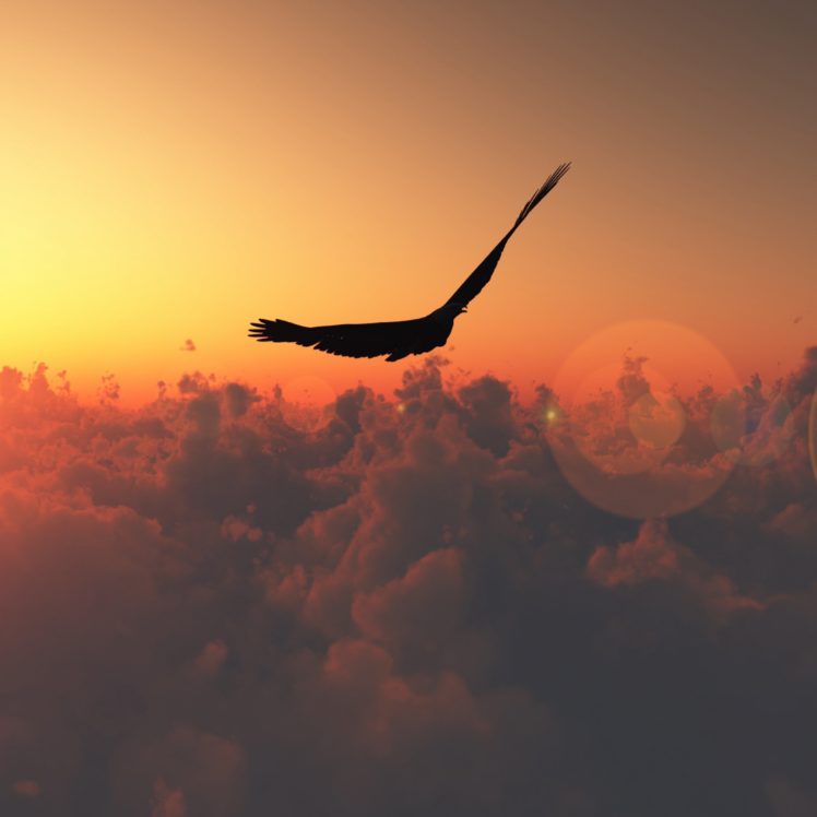 bird, Flight, Sun, Patches, Of, Light, Clouds, Freedom, Height HD Wallpaper Desktop Background