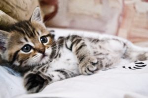 kitten, Lying, Striped, Small, Cute