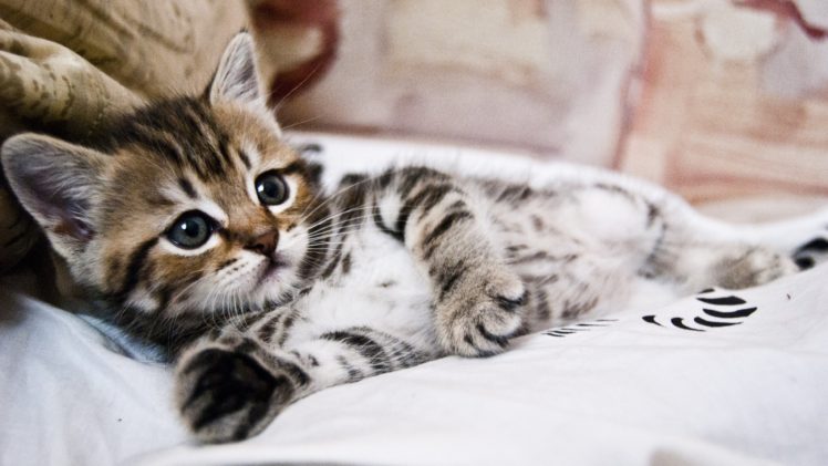 kitten, Lying, Striped, Small, Cute HD Wallpaper Desktop Background