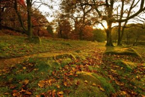 park, Fall, Forest, Leaves, Trees, Rocks, Grass