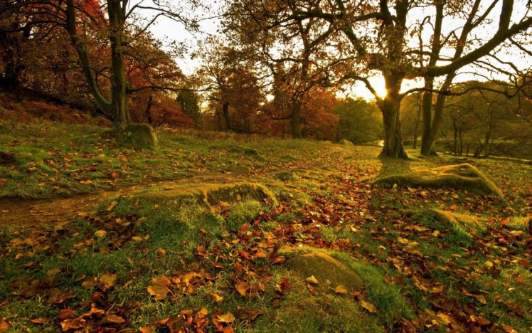 park, Fall, Forest, Leaves, Trees, Rocks, Grass HD Wallpaper Desktop Background