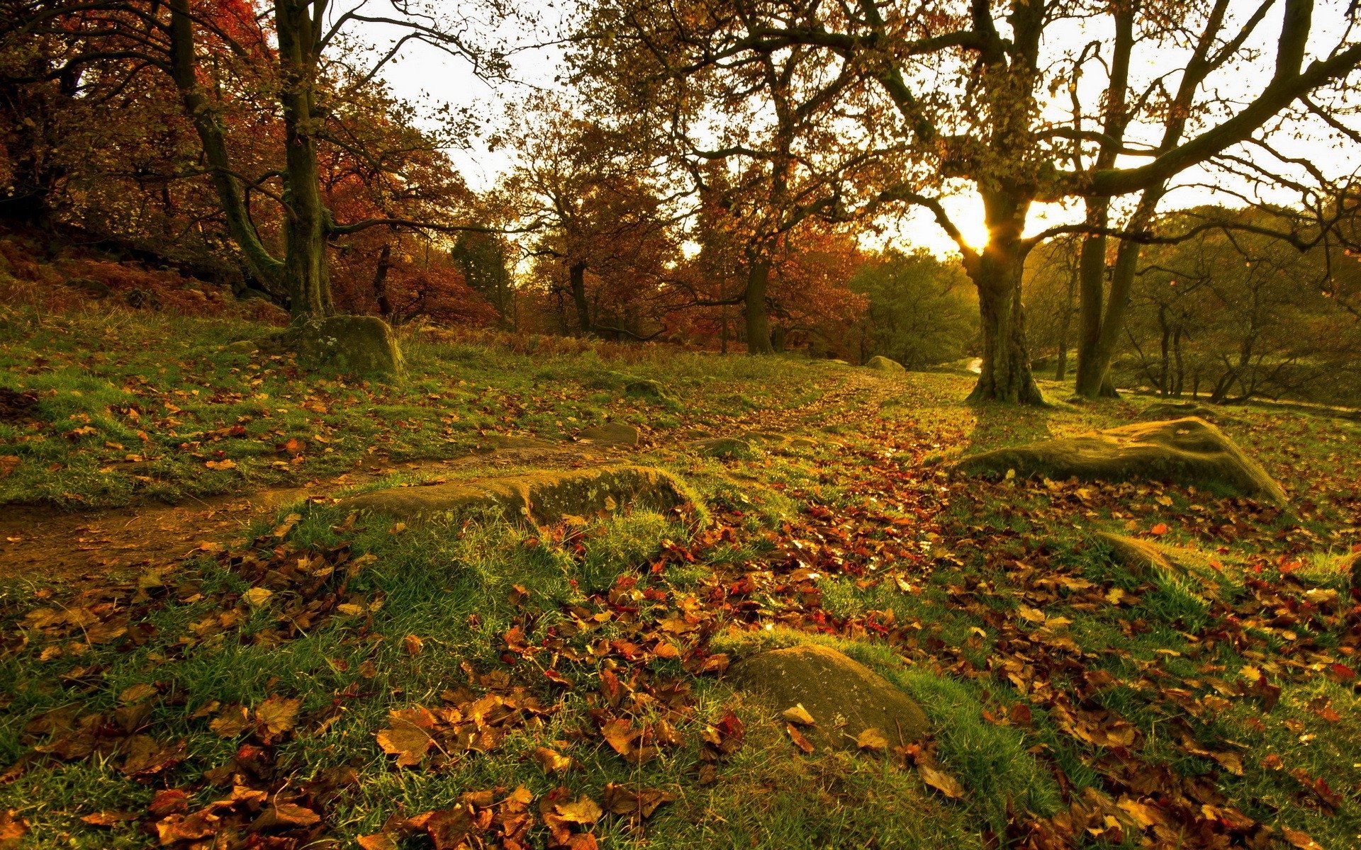 park, Fall, Forest, Leaves, Trees, Rocks, Grass Wallpaper