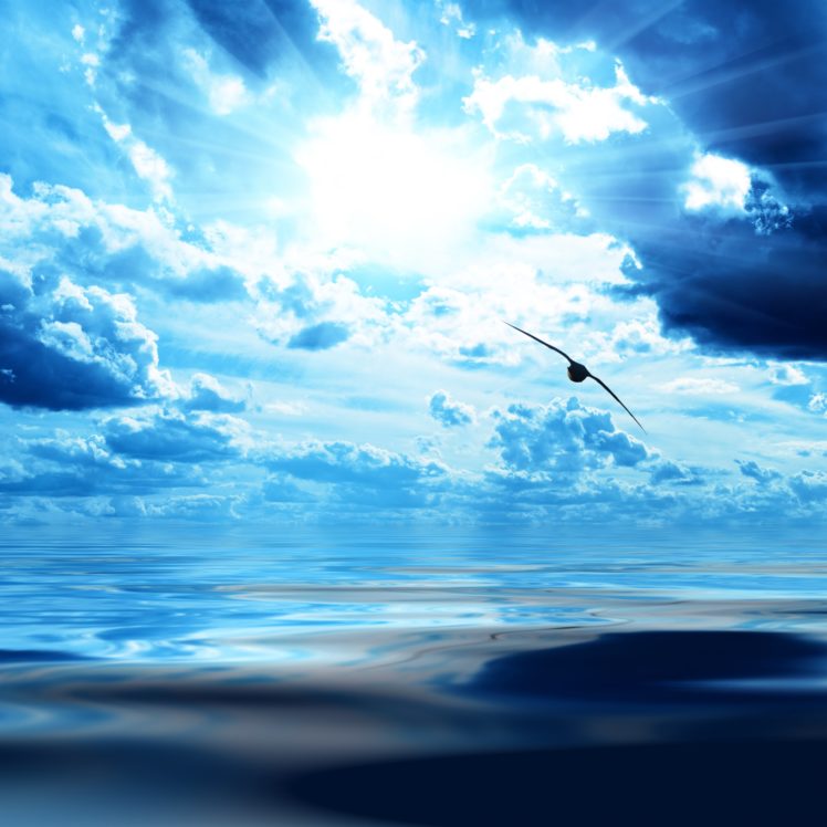 bird, Flight, Wings, Height, Clouds, Sky, Dark, Blue, White, Light, Sun, Sea, Surface HD Wallpaper Desktop Background