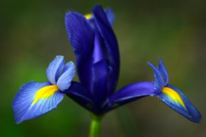 blue, Iris