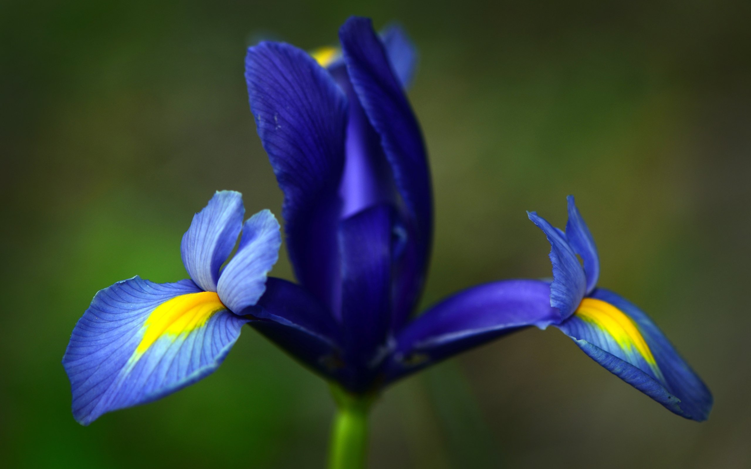 blue, Iris Wallpaper