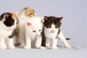 babies, Kittens, Small, Four