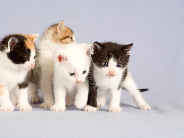 babies, Kittens, Small, Four HD Wallpaper Desktop Background