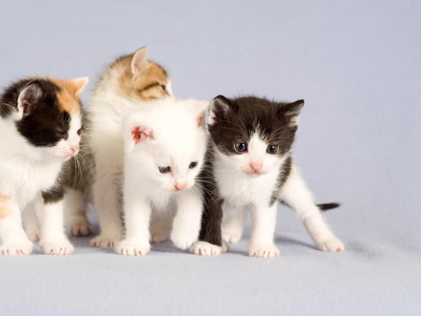 babies, Kittens, Small, Four Wallpaper