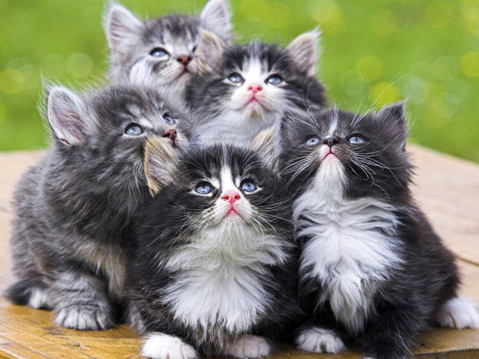 kittens, Babies, Cute, Spotty, Curiosity Wallpaper