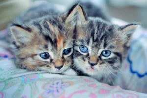 kittens, Couple, Down, Cute