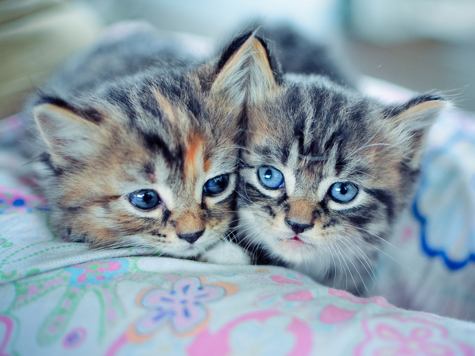 kittens, Couple, Down, Cute Wallpaper