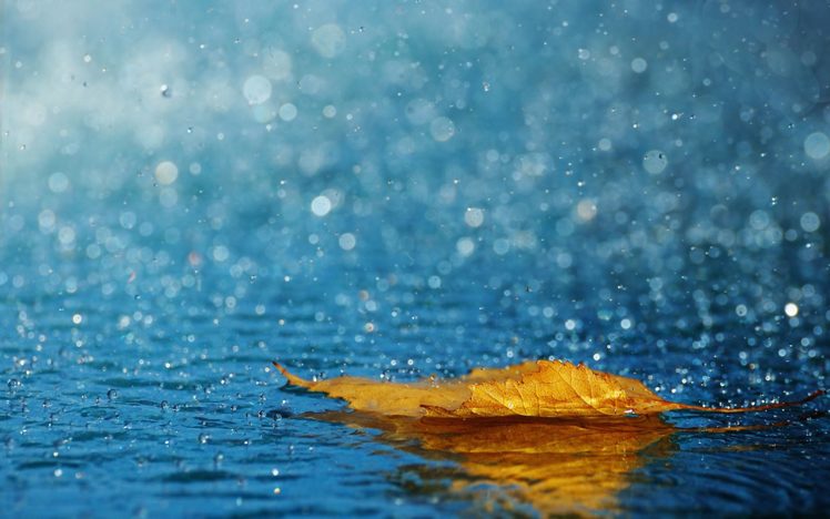 leaf, Drops, Rain, Autumn, Water HD Wallpaper Desktop Background