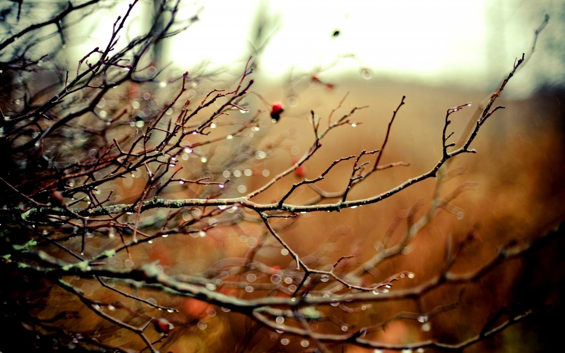 branches, Drops, Autumn, Tree, Rain Wallpapers HD / Desktop and Mobile