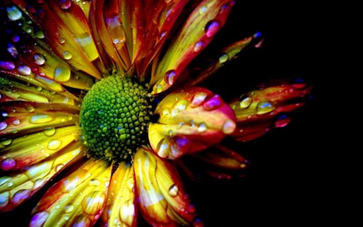 flower, Colorful, Drops, Petals, Shadow, Background HD Wallpaper Desktop Background