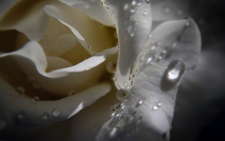 rose, Petals, Drops, Shadow, Moisture HD Wallpaper Desktop Background
