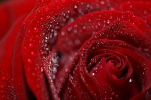 rose, Petals, Flower, Drops, Dew, Wet