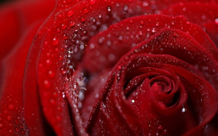 rose, Petals, Flower, Drops, Dew, Wet HD Wallpaper Desktop Background