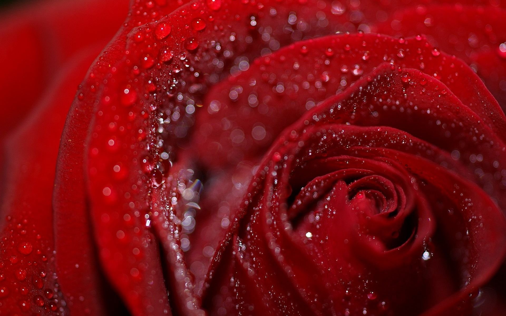 rose, Petals, Flower, Drops, Dew, Wet Wallpaper