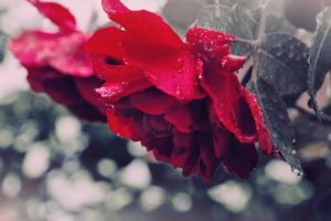 rose, Drops, Dew, Flower, Petals