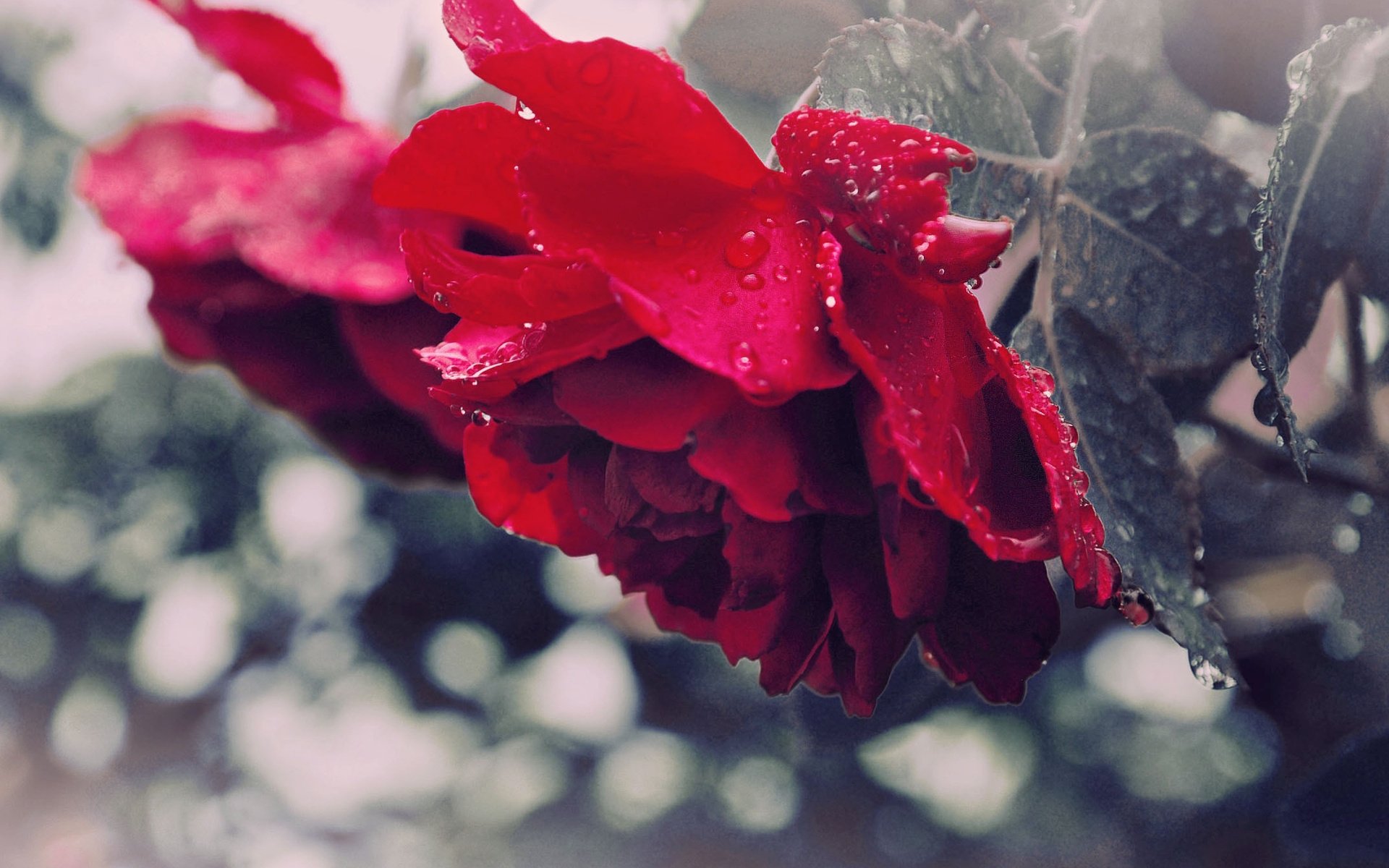 rose, Drops, Dew, Flower, Petals Wallpaper