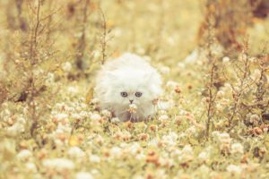 kitten, Fluffy, Grass, Flowers, Run