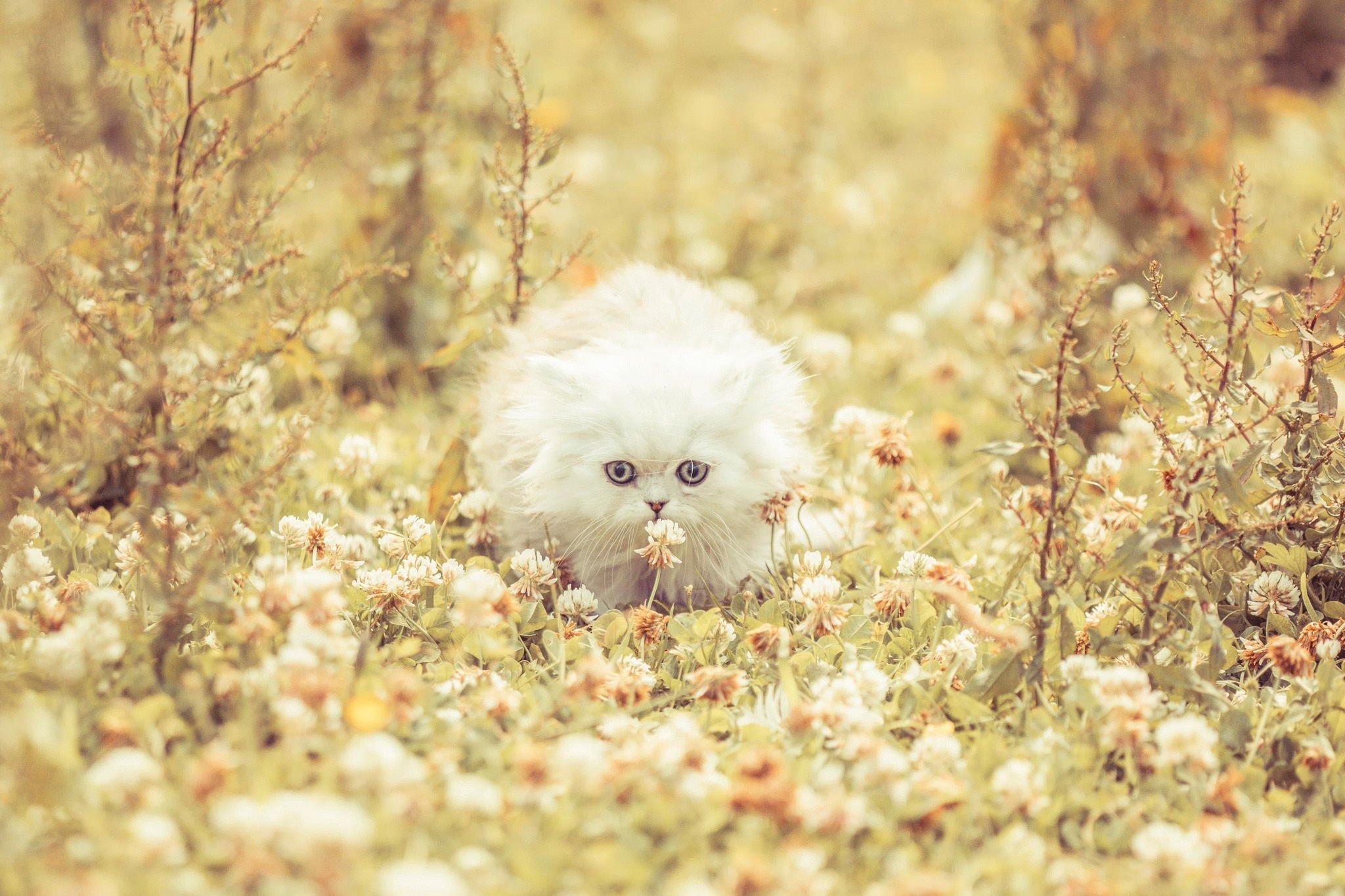 kitten, Fluffy, Grass, Flowers, Run Wallpaper