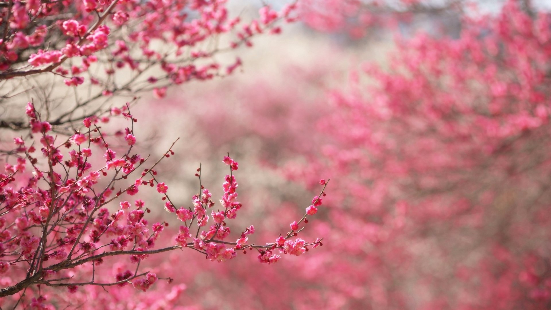 plant, Bloom, Flowers Wallpaper
