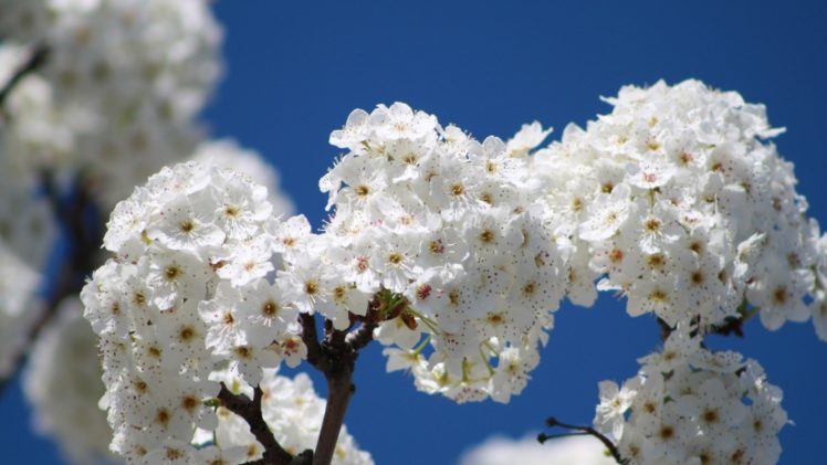 flowers, Bloom, Tree, Branch, Sky, Spring HD Wallpaper Desktop Background