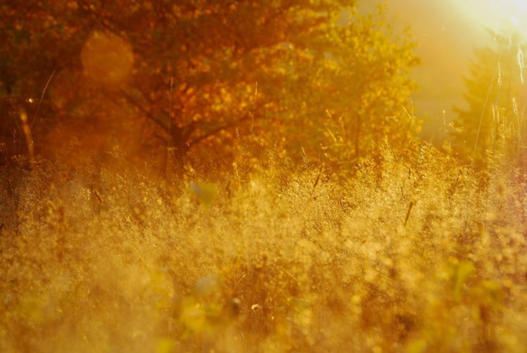 original, Photo, Landscape, Beauty, Nature, Tree, Sunlight HD Wallpaper Desktop Background