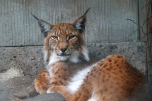 lynx, Bobcat, Zoo, Cat, Predator
