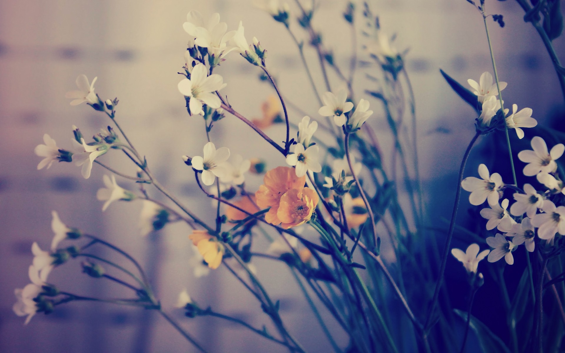 flowers Wallpaper
