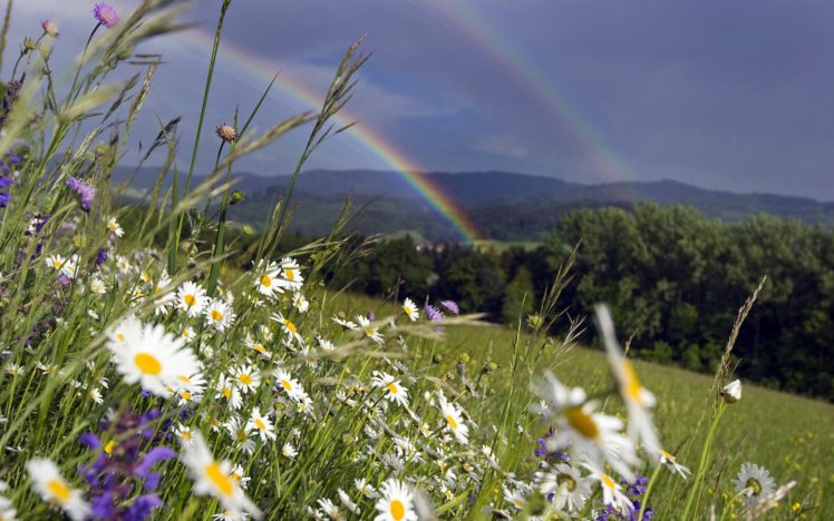 flower, Beauty, Nature, Mountain, Landscape HD Wallpaper Desktop Background