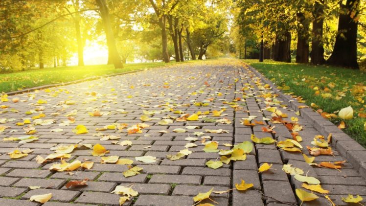 landscape, Leaves, Autumn, Beauty, Nature HD Wallpaper Desktop Background