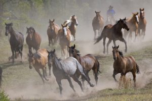 horses, Group, Animal