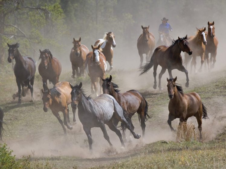 horses, Group, Animal HD Wallpaper Desktop Background