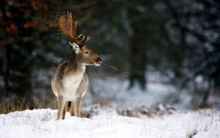 animal, Deer, Forest, Snow HD Wallpaper Desktop Background