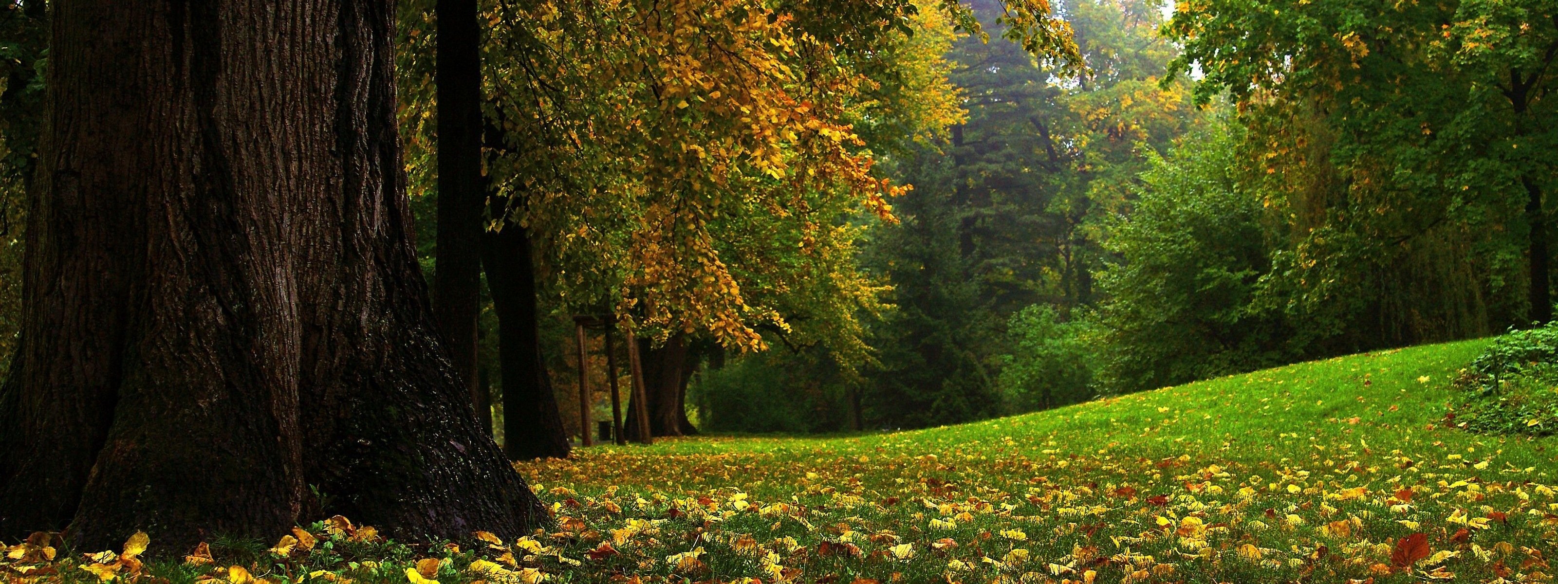 autumn, Tree, Leaves, Beauty, Nature, Landscape Wallpaper