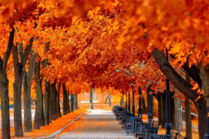 autumn, Tree, Leaves, Beauty, Nature, Landscape